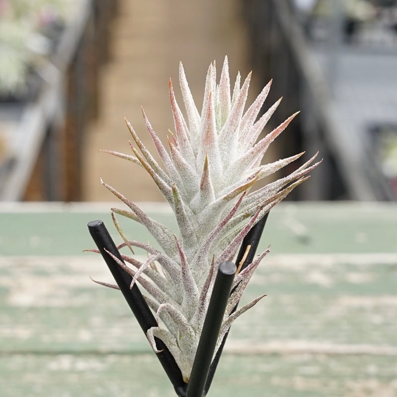スタッフ特選】イオナンタ バンハイニンギー B号 | air-plants TENGU-DO