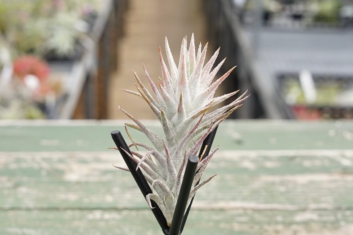 スタッフ特選】イオナンタ バンハイニンギー B号 | air-plants TENGU-DO