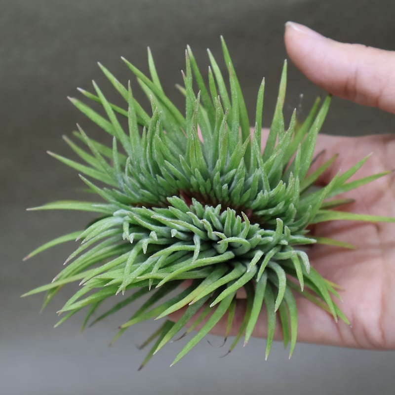 2点セット、イオナンタモンストローサ&スプレンゲリアナ(tillandsia) 2点セット、イオナンタモンストローサ&スプレンゲリアナ(tillandsia) 2