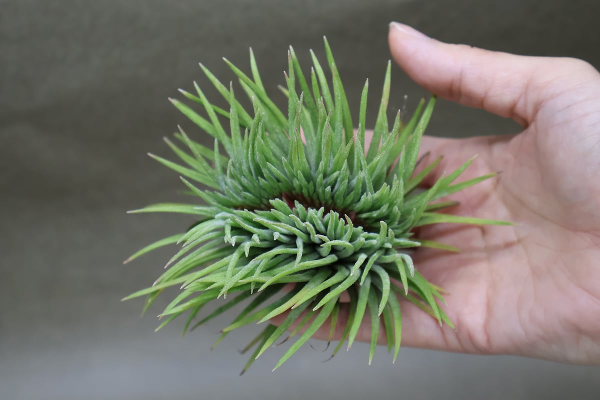 イオナンタ モンストローサ 07号 | air-plants TENGU-DO