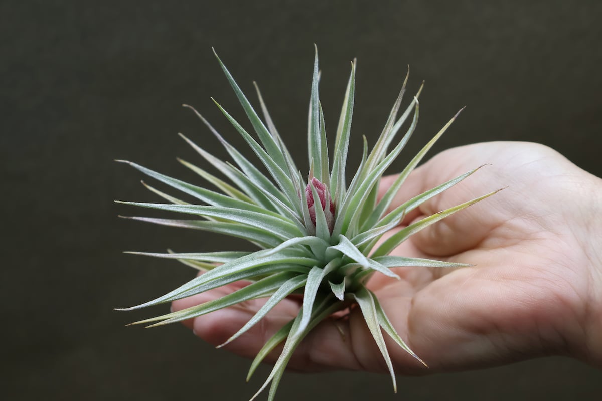 レクルビフォリア 03号 | air-plants TENGU-DO