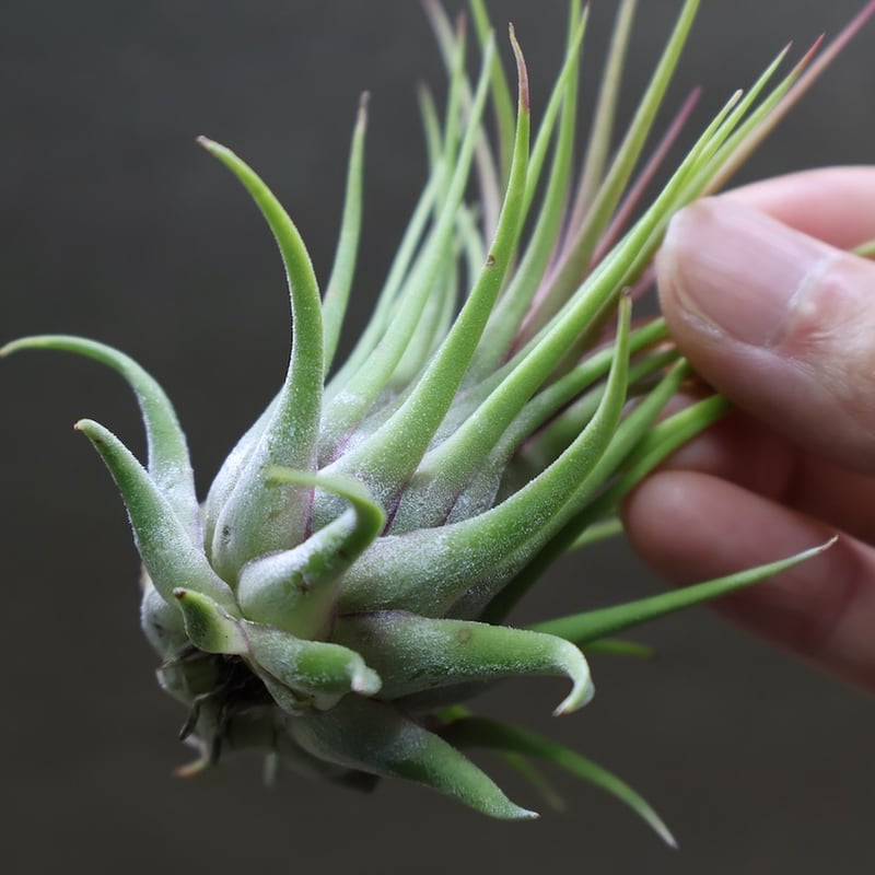 ブロメリア・エアープランツ Tillandsia ionantha'Rosita Giant Clone' イオナンタ ロシータ ジャイアントクローン 03号 | air-plants