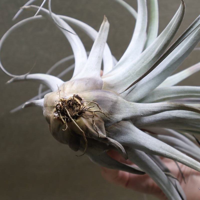 Tillandsia Mayan Pearl 速達発送 Tillandsia Mayan Pearl 速達発送