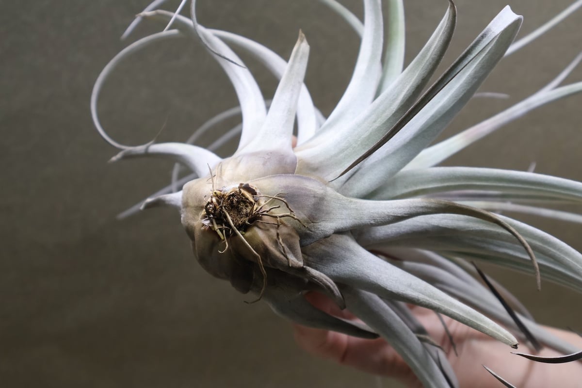 サカパネンシス 18号 | air-plants TENGU-DO