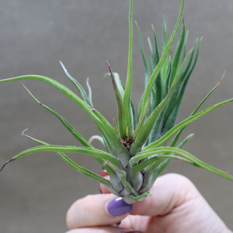 Tillandsia Joel Superior 速達発送 Tillandsia Joel Superior 速達発送 - メルカリ