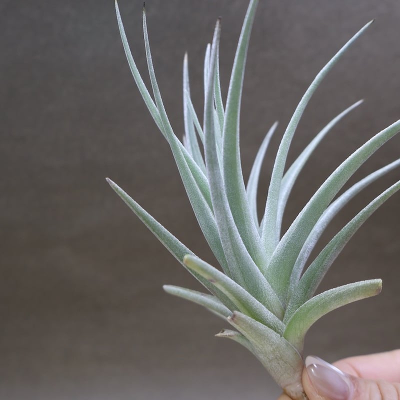ベルメホエンシス 15号 | air-plants TENGU-DO