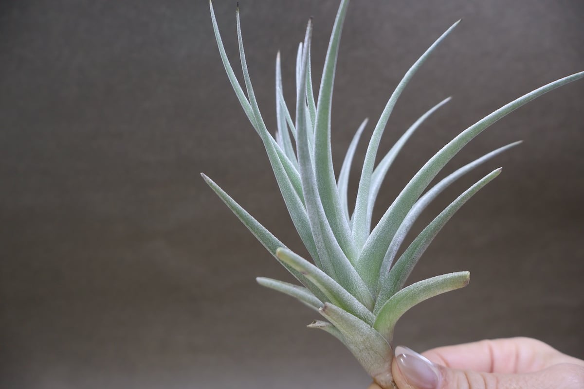 ベルメホエンシス 15号 | air-plants TENGU-DO