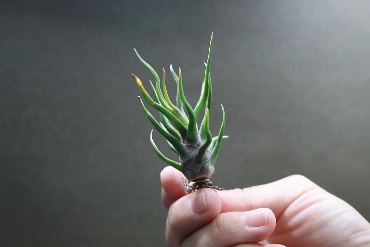 チランジア　ブルボーサ　タイニーダンサー　Bulbosa tiny dancer 現品】チランジア・ブルボーサ・タイニーダンサー T. bulbosa