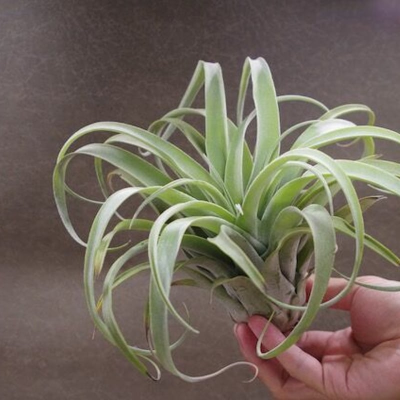 ストレプトフィラ メキシコ × リオホンドエンシス 01号 | air-plants