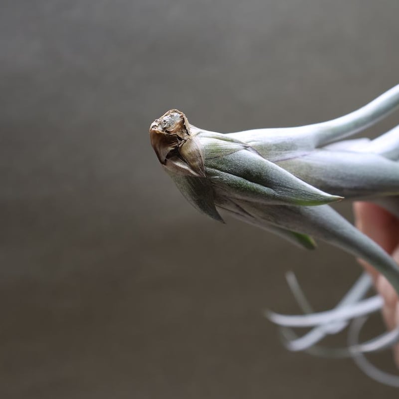 エクセルタxカピタータ ドミンゲンシス 05号 | air-plants TENGU-DO エクセルタxカピタータ ドミンゲンシス 05号 | air-plants TENGU-DO