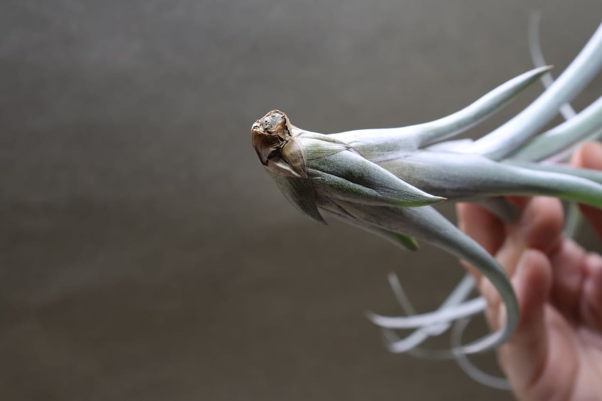 エクセルタxカピタータ ドミンゲンシス 05号 | air-plants TENGU-DO