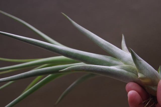 チランジア　カプトメデューサ x コンコロール コンコロール x カプトメドーサエ 02号 | air-plants TENGU-DO