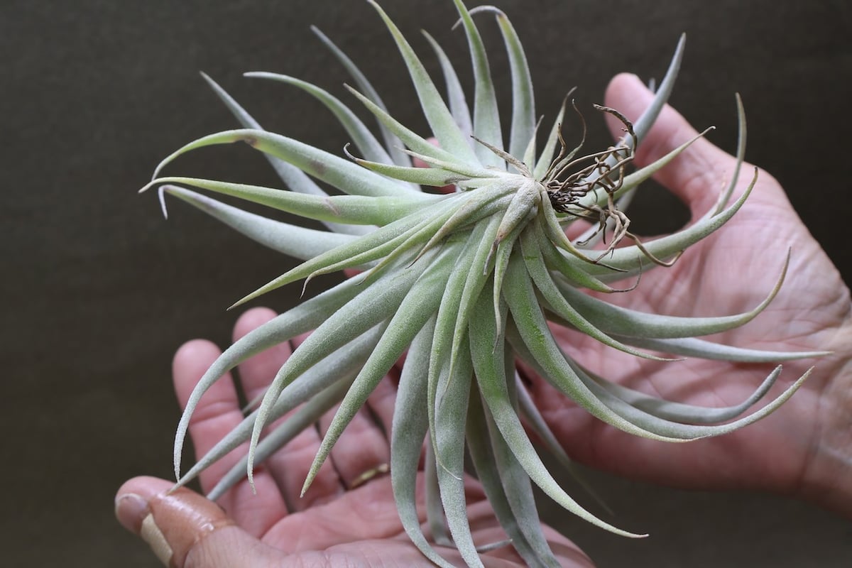 ベアコレアーレ × ハリシー 04号 | air-plants TENGU-DO