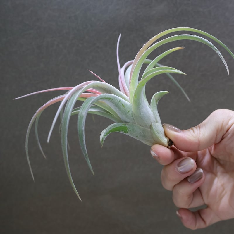 キセログラフィカ × イオナンタバンハイニンギー 04号 | air-plants