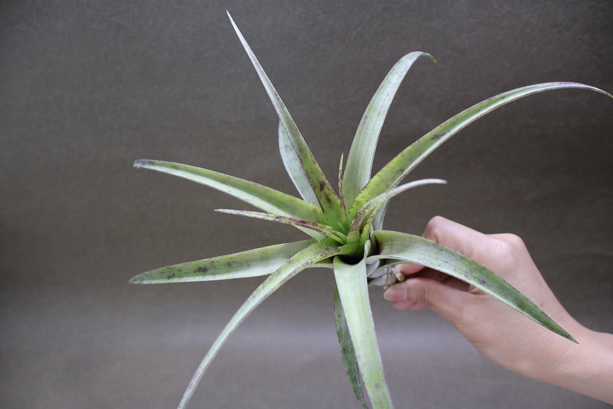 フレクスオーサ ヴィヴィパラ 25号 | air-plants TENGU-DO