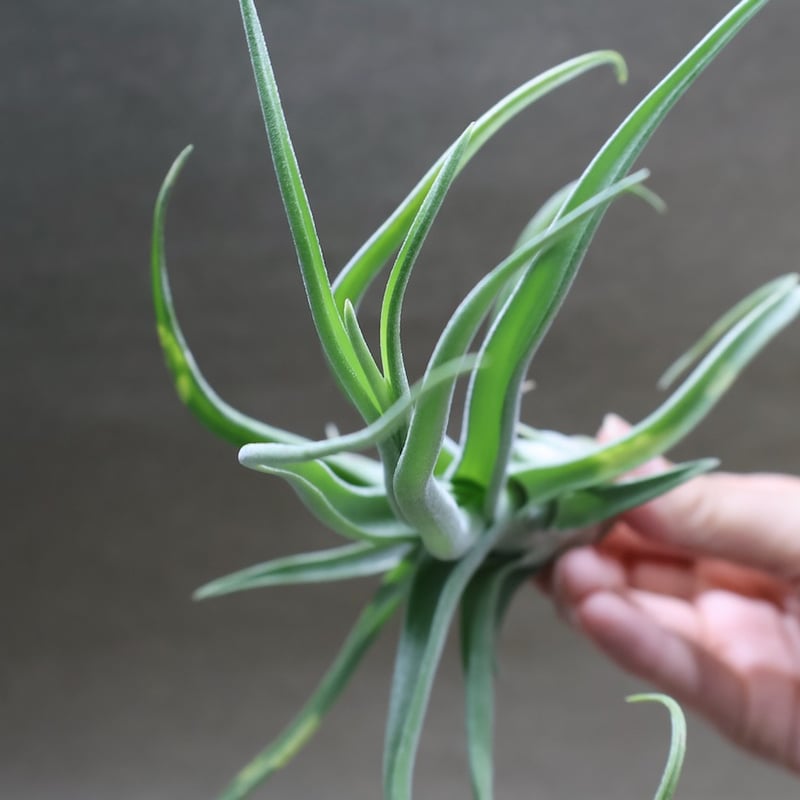 ショータイム × ストレプトフィラ Mサイズ03号 | air-plants TENGU-DO