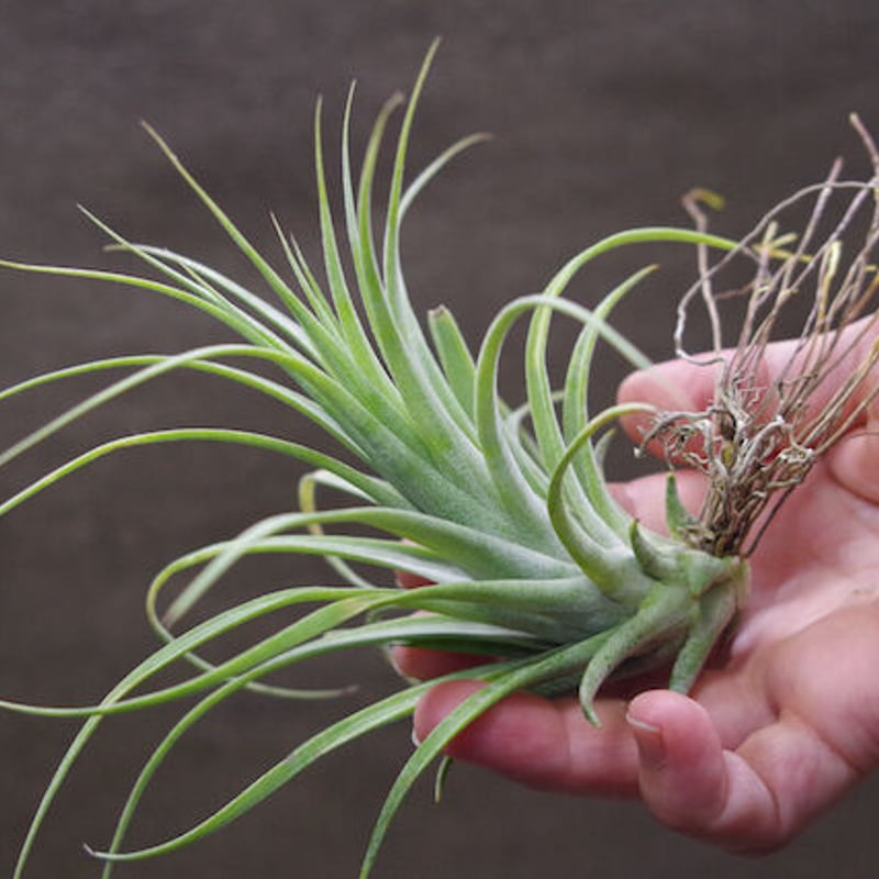 ローランドゴッセリニー × イオナンタギガンテ 03号 | air-plants TENGU-DO