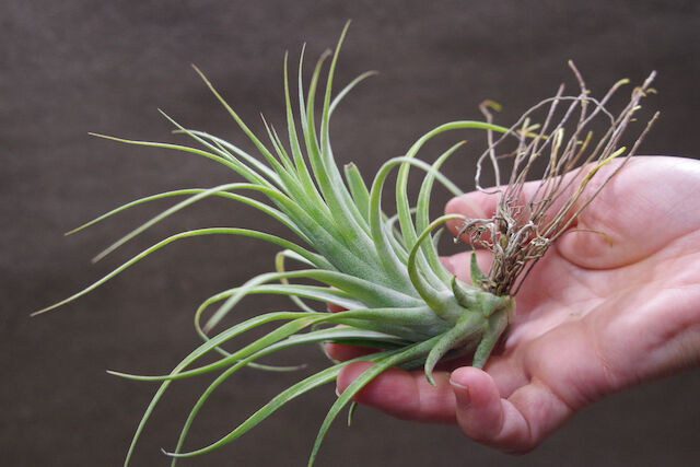 ローランドゴッセリニー × イオナンタギガンテ 03号 | air-plants TENGU-DO