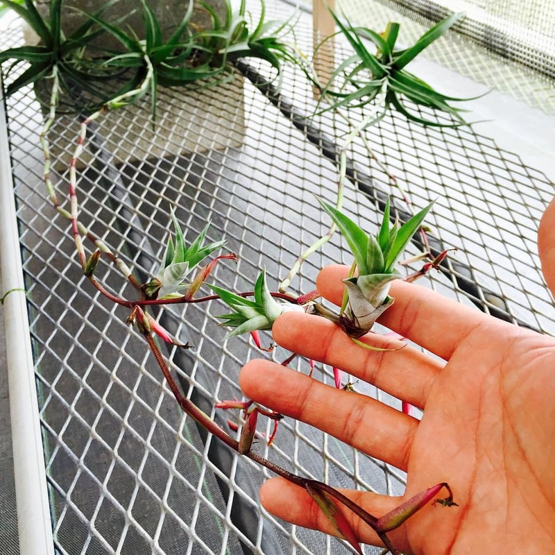 フレクスオーサ ヴィヴィパラ クランプ 05号 | air-plants TENGU-DO フレクスオーサ ヴィヴィパラ クランプ 05号 | air-plants TENGU-DO