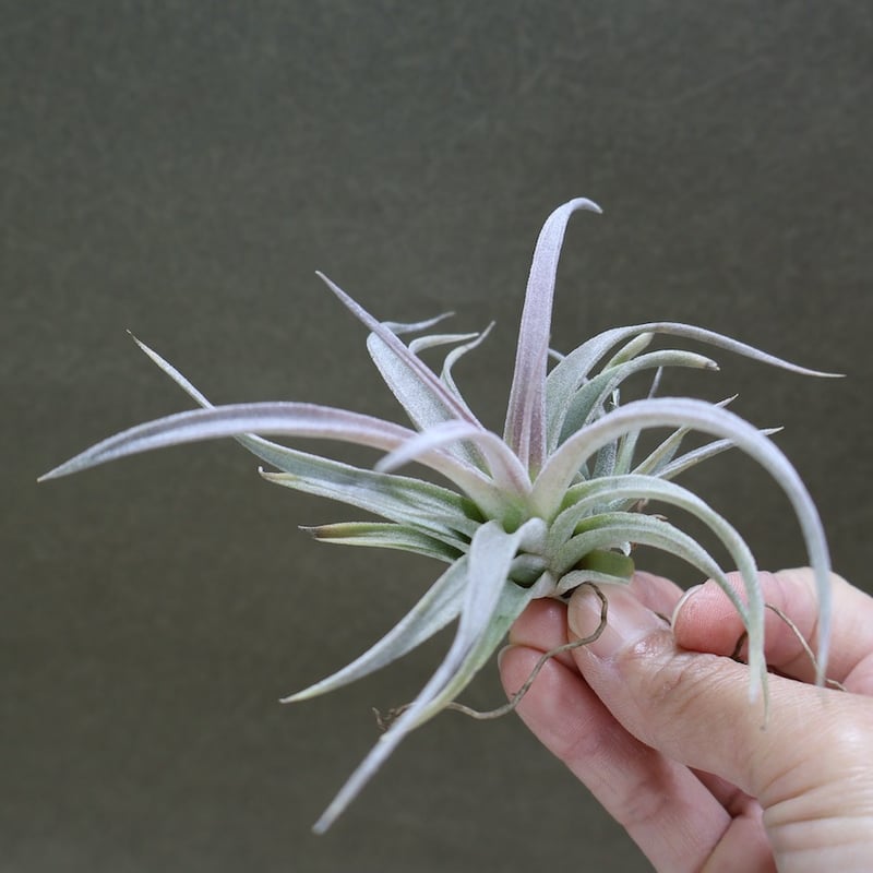 チランジア チアペンシス ギガンテスコ チランジア ／ チアペンシス ギガンテスコ (T.chiapensis 'Gigantesco ブロメリア・エアープランツ