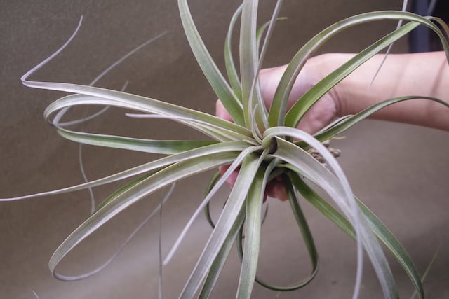 exserta × xerographica〔エアプランツ〕T5172 exserta × xerographica〔エアプランツ〕T5172