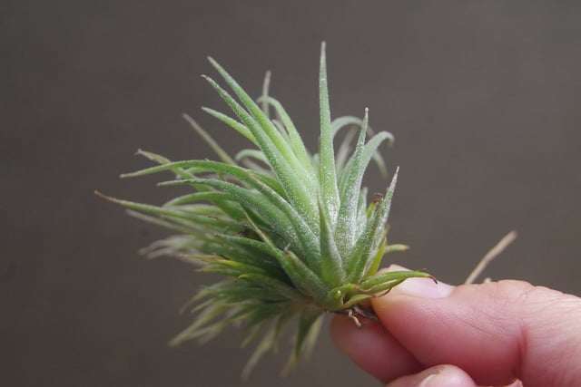 イオナンタ モンストローサ 14号 | air-plants TENGU-DO イオナンタ モンストローサ 14号 | air-plants TENGU-DO