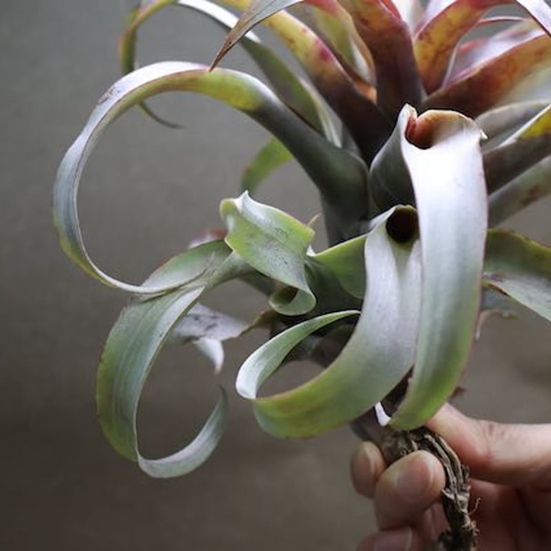フアラゼンシス/ ウアラゼンシス 05号 | air-plants TENGU-DO