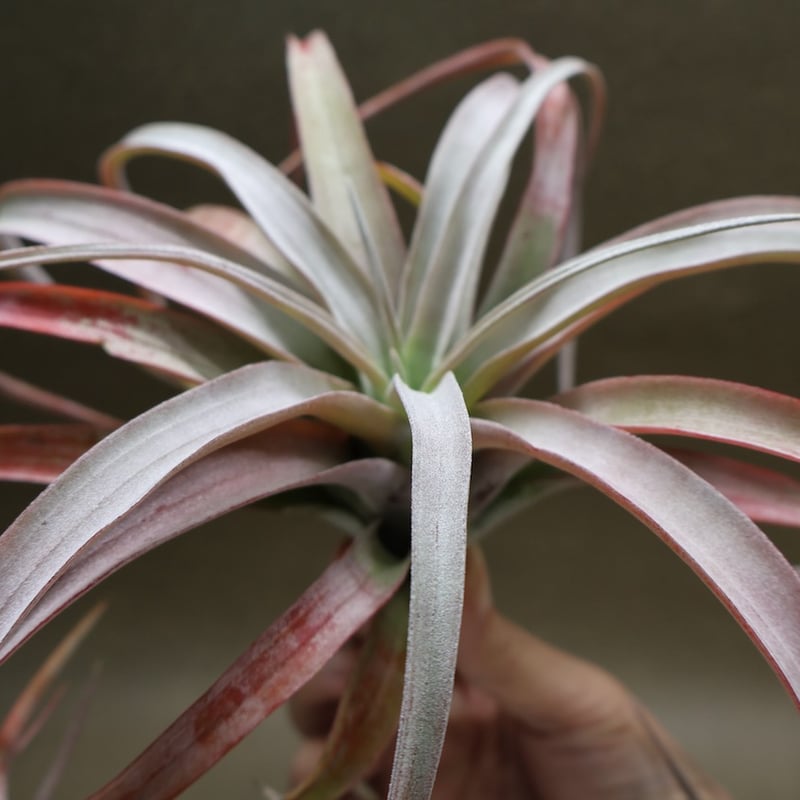 ココナッツグローブ（ チアペンシス × カピタータレッド ) 15号 | air