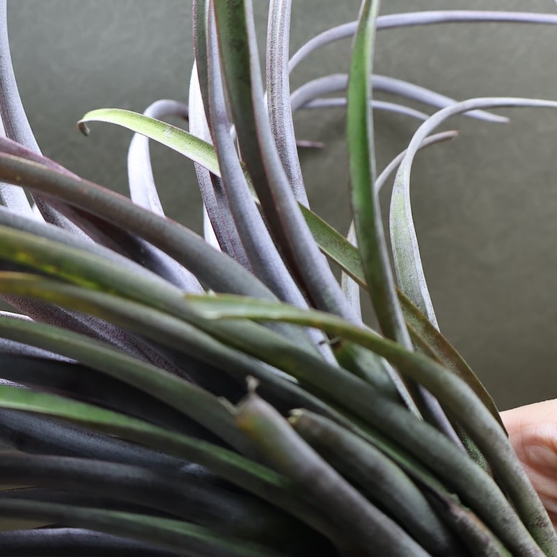 カピタータ ドミンゲンシス XL 35号 | air-plants TENGU-DO