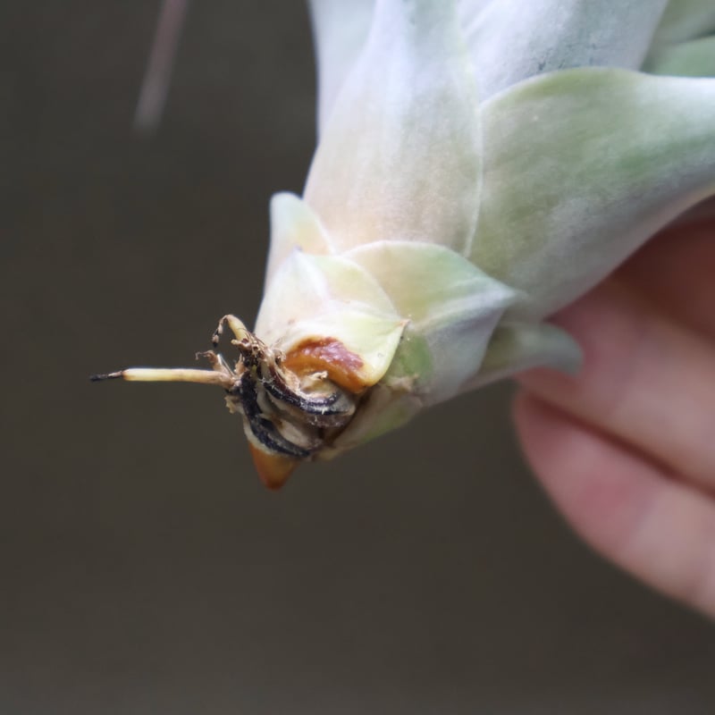 ブラキカウロス × キセログラフィカ 14号 | air-plants TENGU-DO