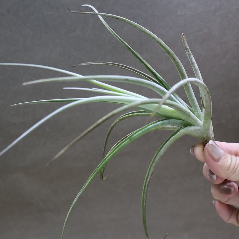 ロレンツィアナ 01号 | air-plants TENGU-DO