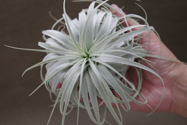 チャペウエンシス チュリフォルミス 01号 | air-plants TENGU-DO
