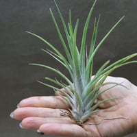 イオナンタ ファットボーイ 20号 | air-plants TENGU-DO