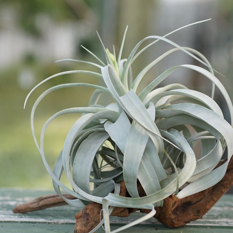 スタッフ特選】キセログラフィカ 花芽付き A号 | air-plants TENGU-DO