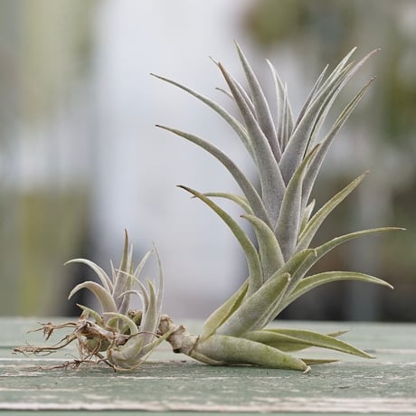air-plants TENGU-DO