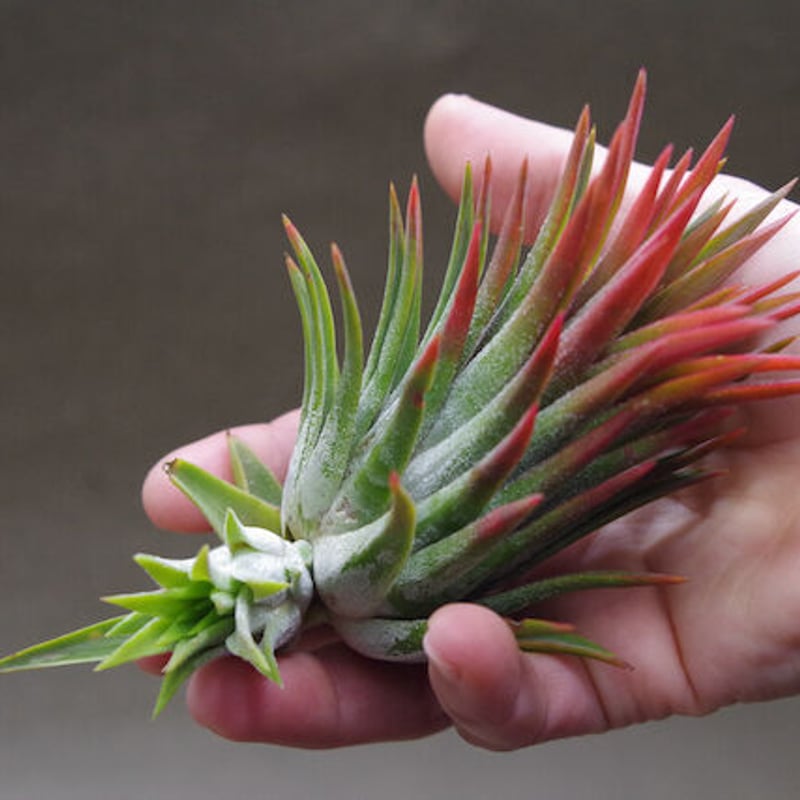 Tillandsia ionantha Fuego Totem Pole 速達