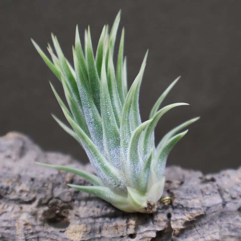 イオナンタ アルボマージナータ Sサイズ 42号 | air-plants TENGU-DO