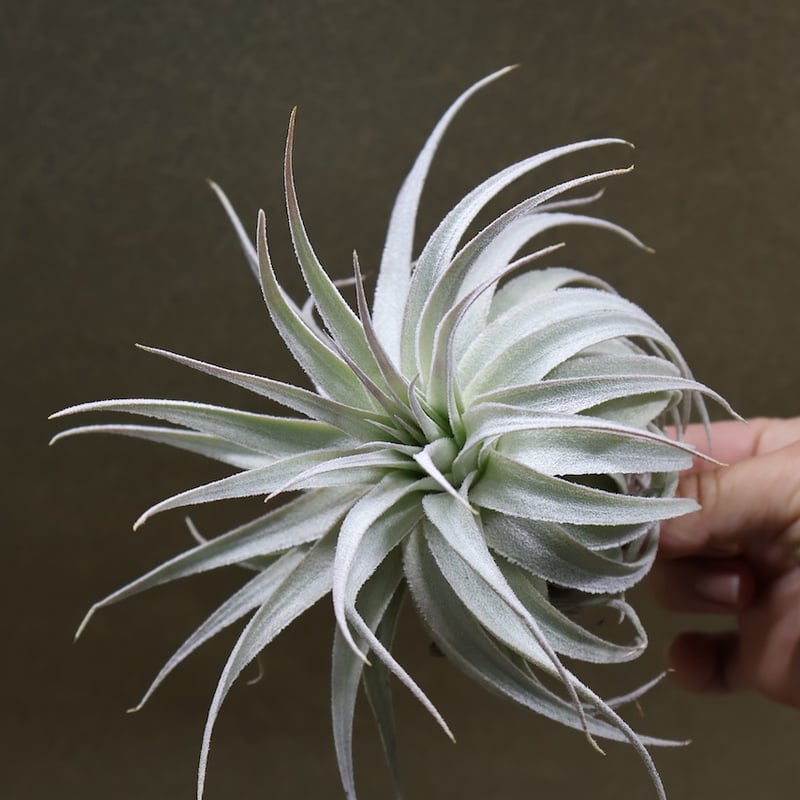 ガルドネリ ルピコラ 02号 | air-plants TENGU-DO