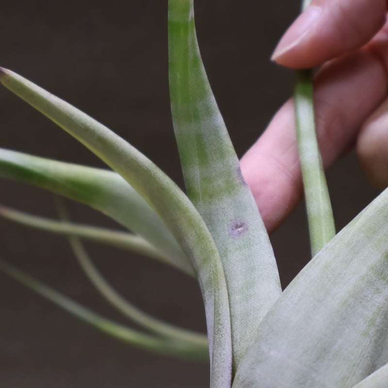 フレクスオーサ 15号 | air-plants TENGU-DO