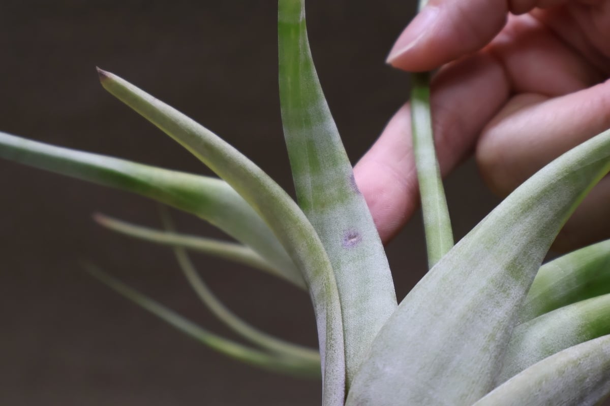 フレクスオーサ 15号 | air-plants TENGU-DO