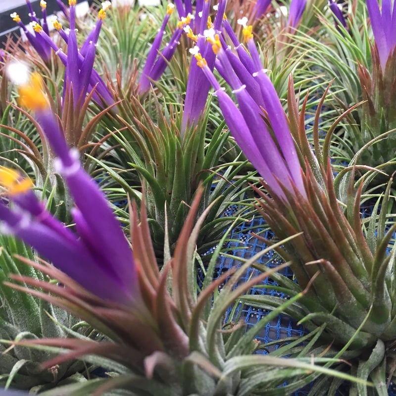 イオナンタ ストリクタ | air-plants TENGU-DO イオナンタ ストリクタ | air-plants TENGU-DO