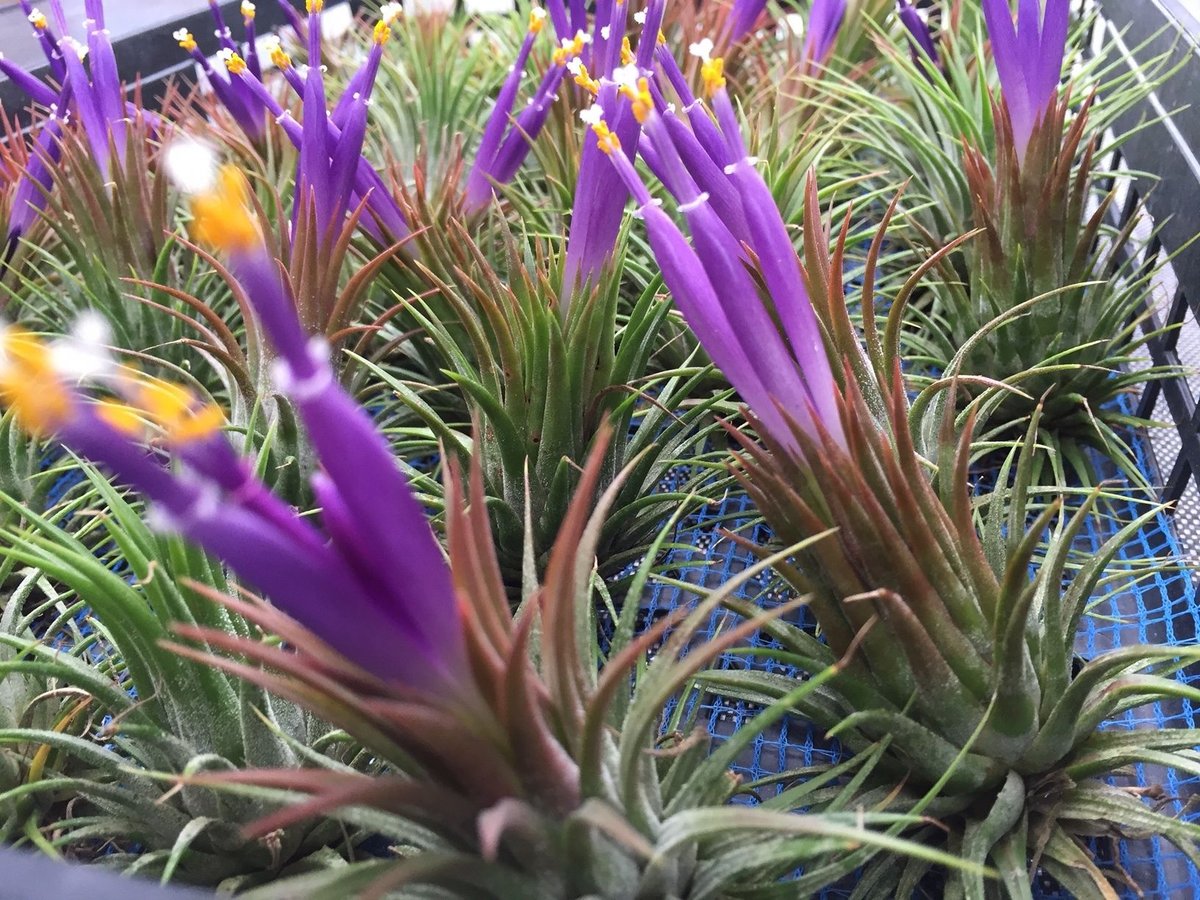 【まぁ様確認用】　イオナンタ ストリクタ イオナンタ ストリクタ 08号 | air-plants TENGU-DO