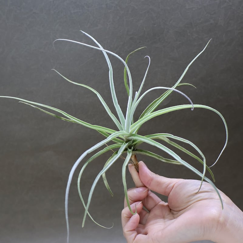 ストレプトカルパ 04号 | air-plants TENGU-DO