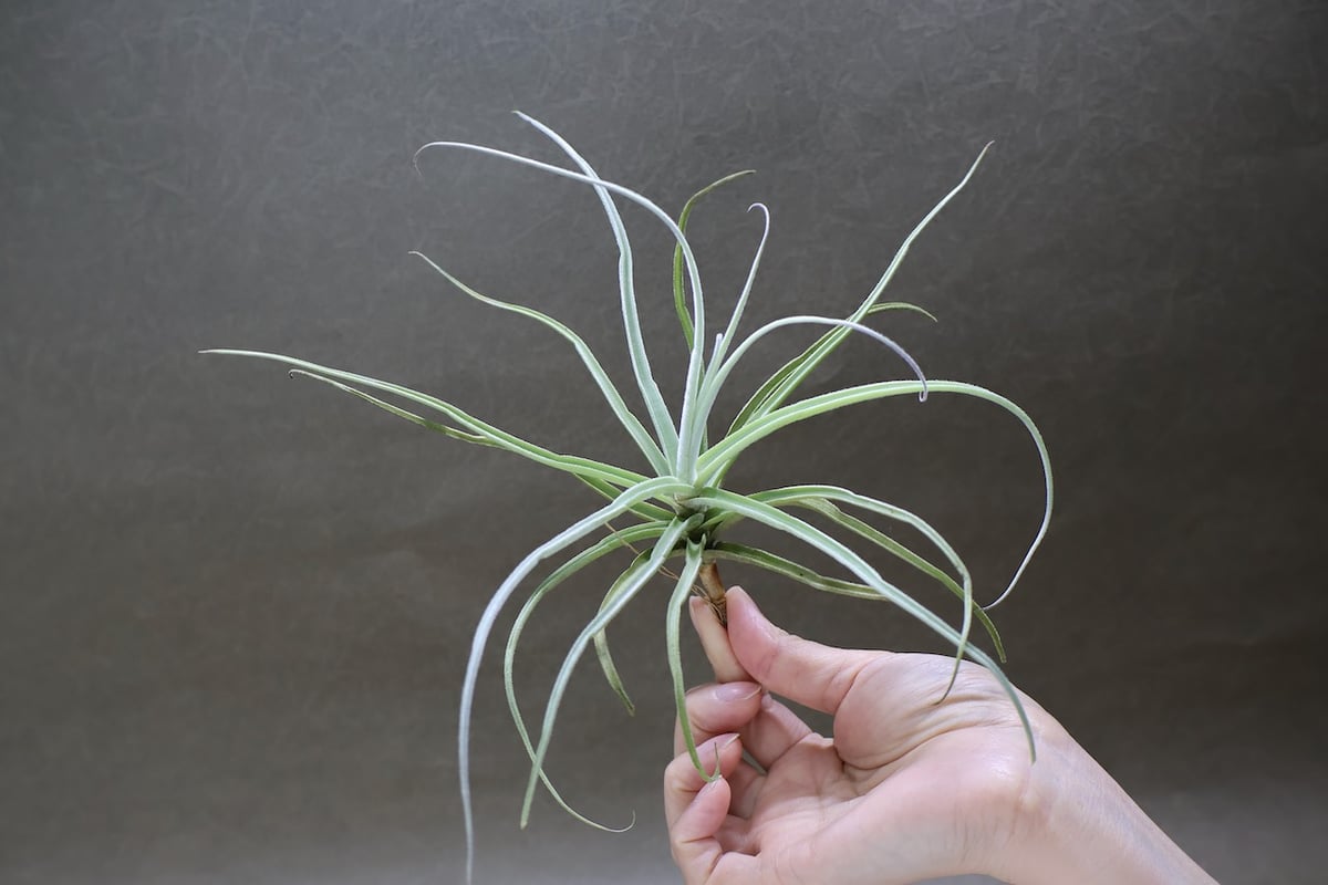 超希少❗️チランジア　ストレプトカルパ　群生✨ ストレプトカルパ 04号 | air-plants TENGU-DO