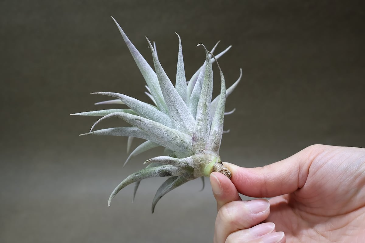 ホンジュレンシス 09号 | air-plants TENGU-DO