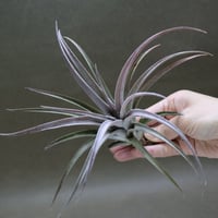 カピタータ ドミンゲンシス 41号 | air-plants TENGU-DO