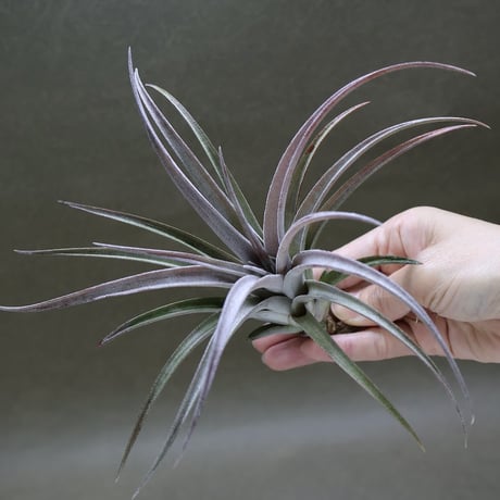 超希少❗️カピタータ　ドミンゲンシス✨ CATEGORY 品種名：U/V/W/X/Y/Z | air-plants TENGU-DO