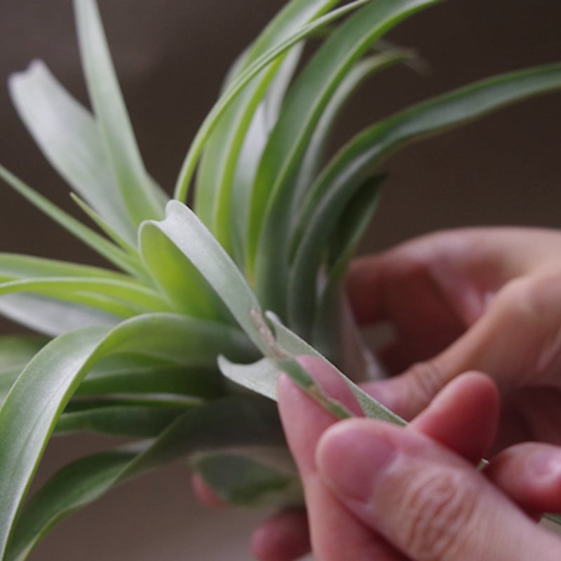 カピタータ シルバーローズ Mサイズ 33号 | air-plants TENGU-DO