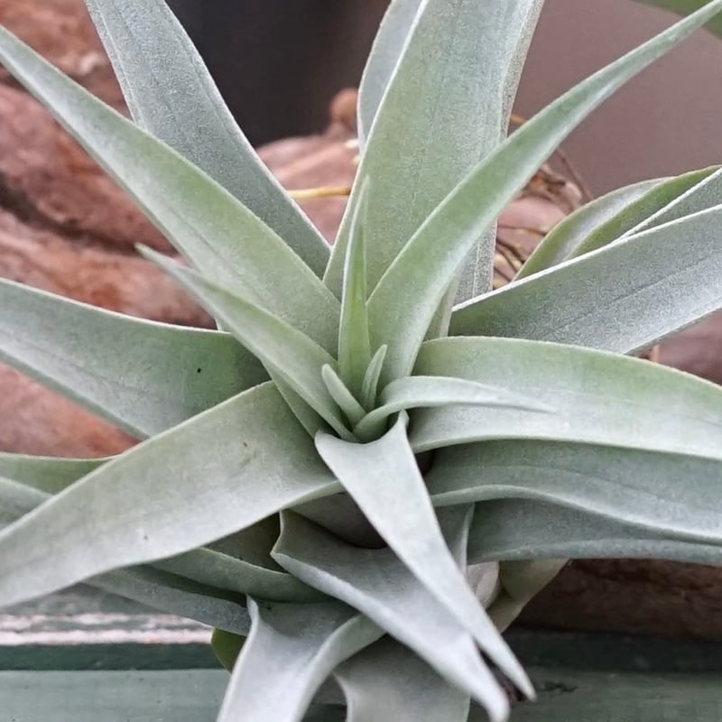 スタッフ特選】カピタータ・シルバーローズ 子株 B号 | air-plants