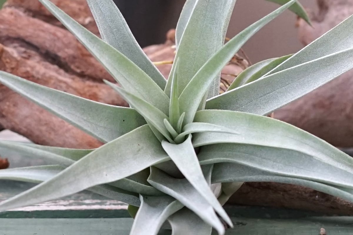 スタッフ特選】カピタータ・シルバーローズ 子株 B号 | air-plants